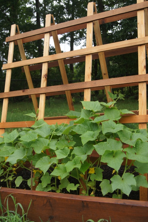 The cucumbers have been sending out tendrils everywhere, requiring the quick addition of a trellis.